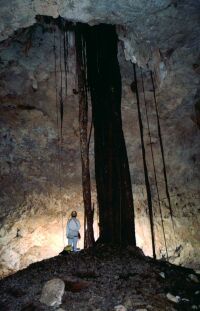 La grotte de l'Aviavy, le puits d'entrée de 20 mètres avec des racines d'Aviavy