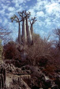 La grotte d'Andranolovy, un pachypodium surplombe l'entrée