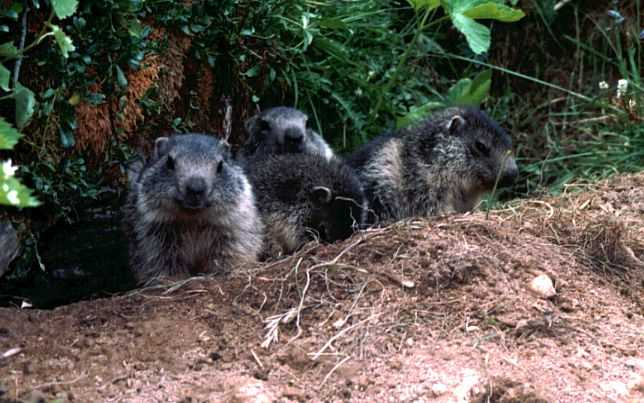  Les trois marmottes sur le péron de leur maison.